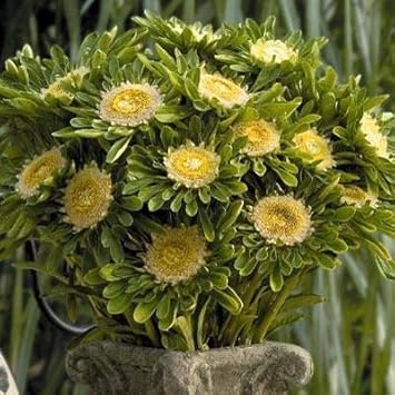 Flower Seeds, Seeds,Seeds For Planting,Plant Seeds