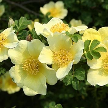 Flower Seeds, Seeds,Seeds For Planting,Plant Seeds