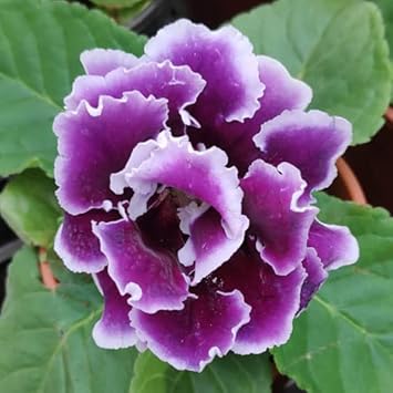 Brazilian Gloxinia Flower Seeds for Planting – White Violet, Heirloom, Non-GMO, High Germination Organic Garden Seeds