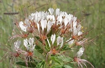 Flower Seeds, Seeds,Seeds For Planting,Plant Seeds