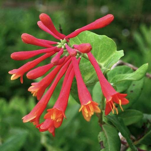 Lonicera Sempervirens Flower Seeds for Planting – Heirloom Non-GMO, High Germination Organic Garden Seeds