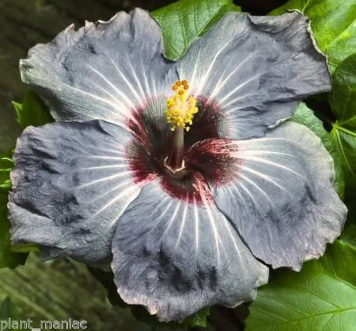Ash Hibiscus Flower Seeds – Premium Heirloom Non-GMO Seeds for Home Garden & Vibrant Blooms