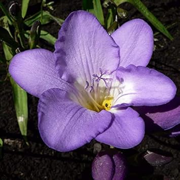 Flower Seeds, Seeds,Seeds For Planting,Plant Seeds