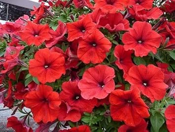 Flower Seeds, Seeds,Seeds For Planting,Plant Seeds