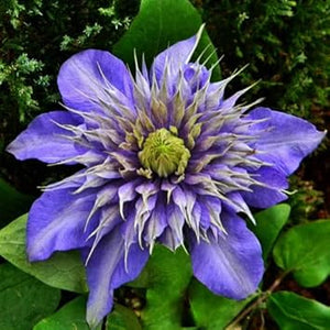 Flower Seeds, Seeds,Seeds For Planting,Plant Seeds