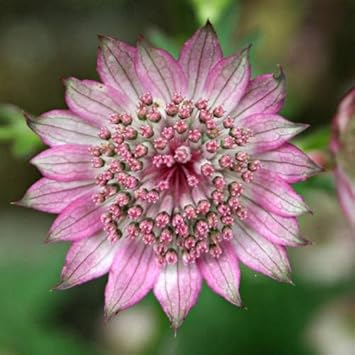 Flower Seeds, Seeds,Seeds For Planting,Plant Seeds