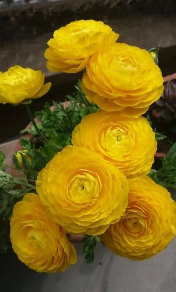 Yellow Ranunculus Flower Seeds for Garden – Heirloom, Non-GMO, Cottage Garden Essential, High Germination
