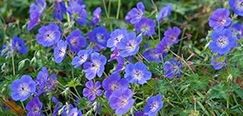Flower Seeds, Seeds,Seeds For Planting,Plant Seeds