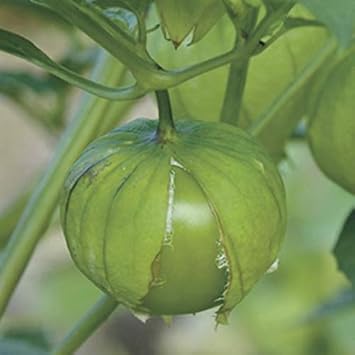 Vegetable Seeds,Garden seeds, Seeds For Planting,Plant Seeds