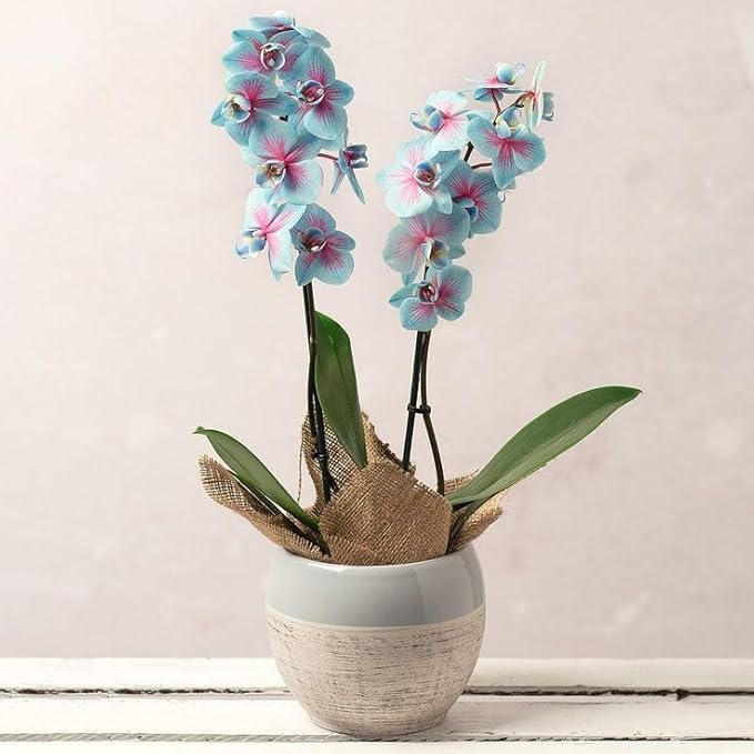 Pink Blue Orchid Flower Seeds for Planting – Vibrant Colors, Heirloom &amp; Non-GMO Seeds