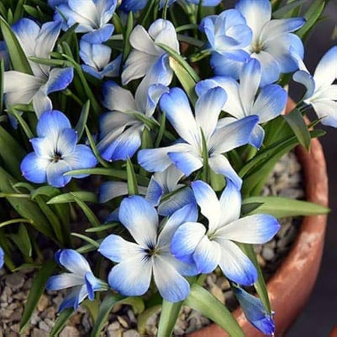 Flower Seeds, Seeds,Seeds For Planting,Plant Seeds