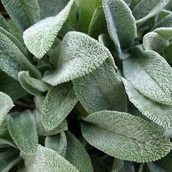Flower Seeds, Seeds,Seeds For Planting,Plant Seeds