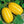 Fruit Seeds,Garden seeds, Seeds For Planting,Plant Seeds