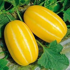 Fruit Seeds,Garden seeds, Seeds For Planting,Plant Seeds