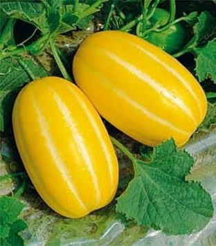 Fruit Seeds,Garden seeds, Seeds For Planting,Plant Seeds