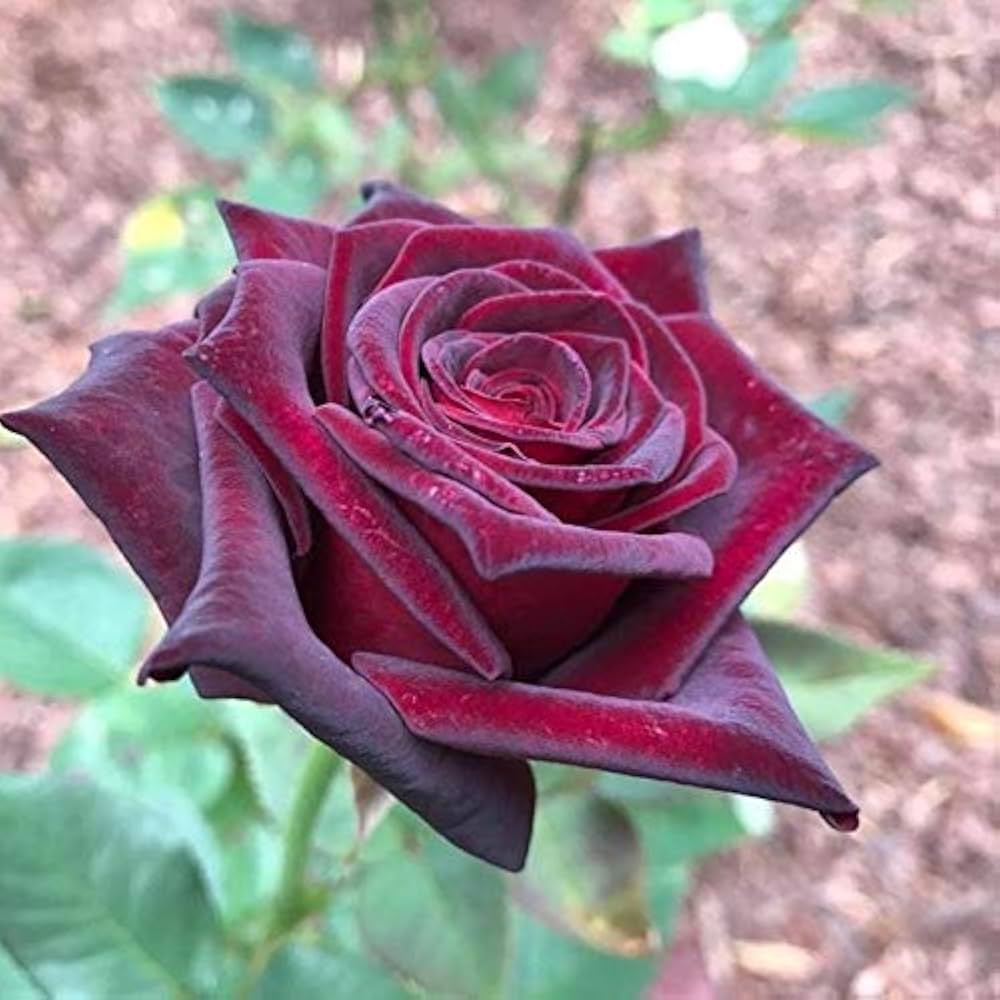 Maroon Rose Flower seeds for Planting – Hardy Variety, Heirloom, Non-GMO Seeds for Home Garden