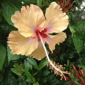 Flower Seeds, Seeds,Seeds For Planting,Plant Seeds