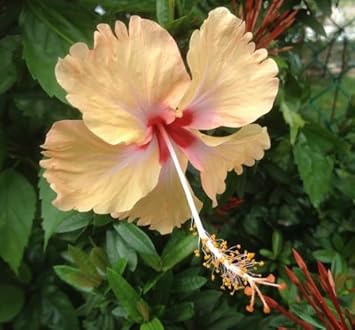 Flower Seeds, Seeds,Seeds For Planting,Plant Seeds