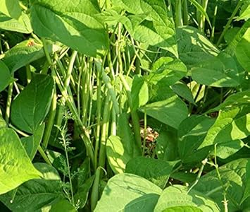 Vegetable Seeds,Garden seeds, Seeds For Planting,Plant Seeds