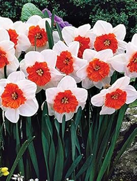 Flower Seeds, Seeds,Seeds For Planting,Plant Seeds