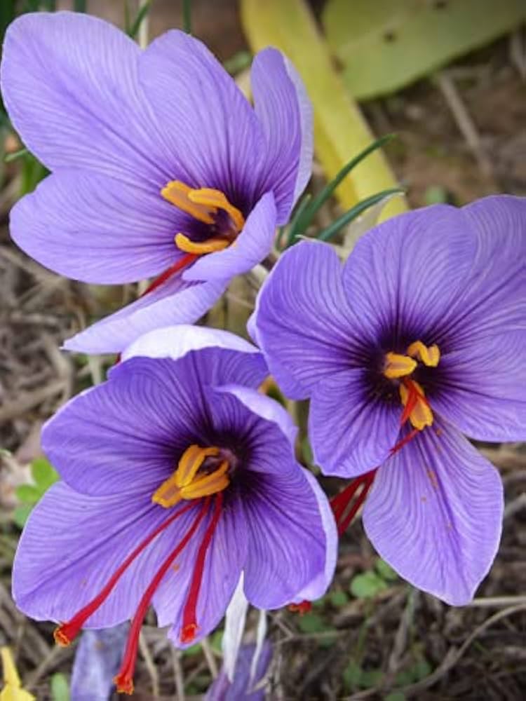Sativus Flower Seeds for Planting | Heirloom Non-GMO Organic Garden Seeds with High Germination