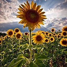 Flower Seeds, Seeds,Seeds For Planting,Plant Seeds