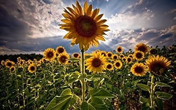 Flower Seeds, Seeds,Seeds For Planting,Plant Seeds