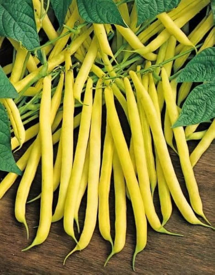 Yellow Black Bacau Vegetable Seeds for Planting – Heirloom & Non-GMO Garden Seeds