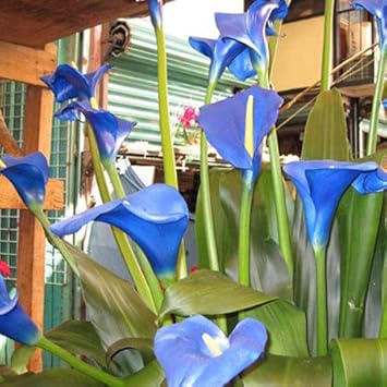 Flower Seeds, Seeds,Seeds For Planting,Plant Seeds