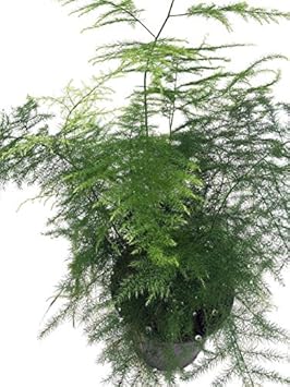 Vegetable Seeds,Garden seeds, Seeds For Planting,Plant Seeds