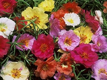 Flower Seeds, Seeds,Seeds For Planting,Plant Seeds