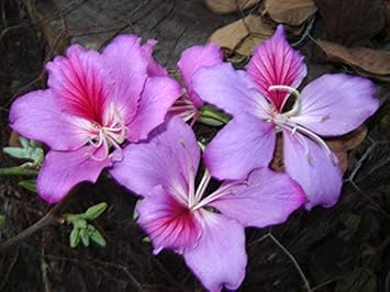 Flower Seeds, Seeds,Seeds For Planting,Plant Seeds