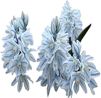 Flower Seeds, Seeds,Seeds For Planting,Plant Seeds