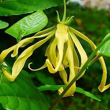 Flower Seeds, Seeds,Seeds For Planting,Plant Seeds