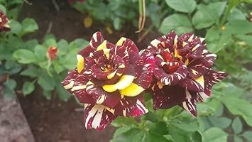 Flower Seeds, Seeds,Seeds For Planting,Plant Seeds