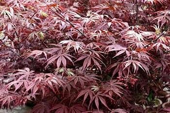 Maroon Suminagashi Flower Seeds for Planting – Heirloom, Non-GMO, High Germination Organic Garden Seeds