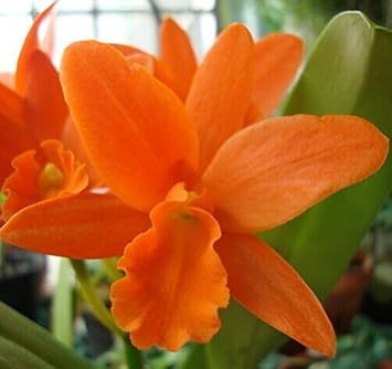 Flower Seeds, Seeds,Seeds For Planting,Plant Seeds