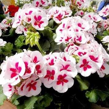 Flower Seeds, Seeds,Seeds For Planting,Plant Seeds