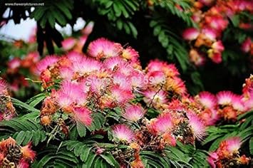 Pink Julibrissin Plant Seeds for Planting – Heirloom, Non-GMO, High Germination Organic Garden Seeds