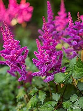 Flower Seeds, Seeds,Seeds For Planting,Plant Seeds