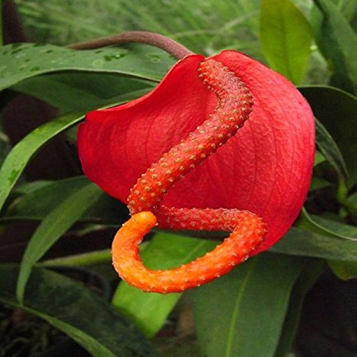 Pigtail Anthurium Flower Seeds for Planting – Heirloom, Non-GMO, High Germination
