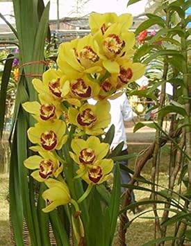 Flower Seeds, Seeds,Seeds For Planting,Plant Seeds