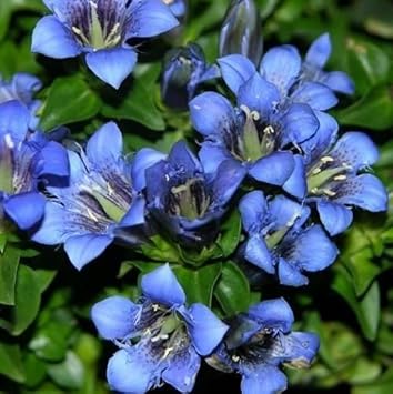 Flower Seeds, Seeds,Seeds For Planting,Plant Seeds