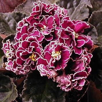 Flower Seeds, Seeds,Seeds For Planting,Plant Seeds