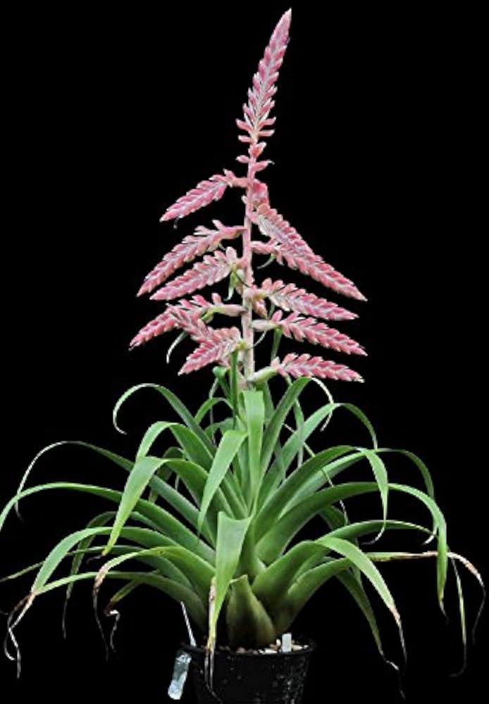 Pink Tillandsia Cretacea Flower Seeds for Planting – Heirloom, Non-GMO, High Germination Organic Garden Seeds