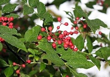 Vegetable Seeds,Garden seeds, Seeds For Planting,Plant Seeds