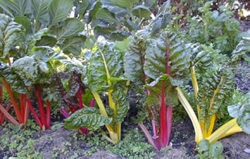 Vegetable Seeds,Garden seeds, Seeds For Planting,Plant Seeds