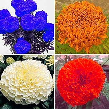 Flower Seeds, Seeds,Seeds For Planting,Plant Seeds