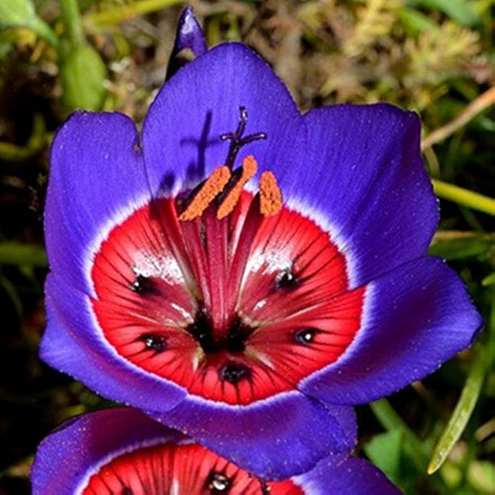 Blue Red Sparaxis Flower Seeds for Planting – Heirloom Non-GMO, High Germination Organic Garden Seeds