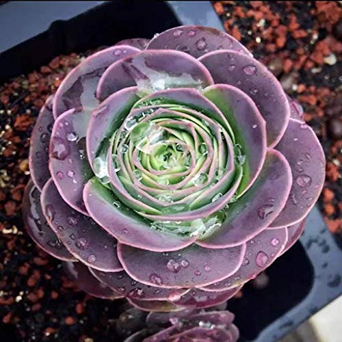 Purple Green Greenovia Flower Seeds for Planting – Heirloom, Non-GMO, Fragrant Blossoms, High Germination